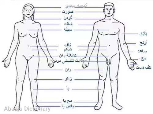 کیسه بیضه